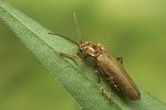 cantharis-rufa-liturata2-foto-koehler