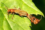 cantharis-rufa-paar-foto-vanderkrieken