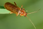 cantharis-rufa2-foto-auer