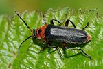 cantharis-rustica-foto-dinicola