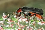 cantharis-rustica-foto-dvorak