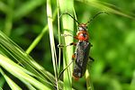cantharis-rustica-foto-heider