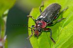 cantharis-rustica-foto-kirchen