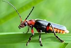 cantharis-rustica-foto-weissheimer