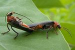 cantharis-rustica-paar-foto-tanner