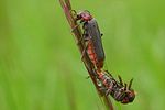 cantharis-rustica-paar-foto-wmueller