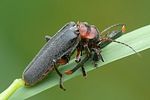cantharis-rustica-prey-foto-auer