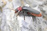 cantharis-rustica2-foto-keresztes