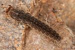 cantharis-sp-larva-foto-altmann