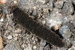 cantharis-sp-larva-foto-rodeland