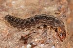 cantharis-sp-larva2-foto-altmann