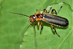cantharis-terminata-foto-janevic