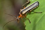 cantharis-terminata2-foto-janevic
