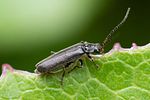 cantharis-tristis-foto-roessler
