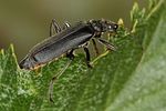 cantharis-tristis2-foto-koehler