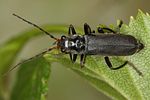 cantharis-tristis3-foto-koehler