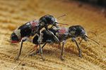 clerus-mutillarius-couple-foto-koehler