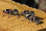 clerus-mutillarius-couple2-foto-koehler