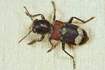 clerus-mutillarius-foto-koehler
