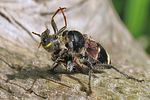 clerus-mutillarius-prey-foto-koehler