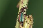 cordylepherus-viridis-foto-weidlich