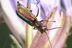 cordylepherus-viridis2-foto-weidlich
