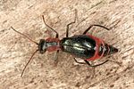 cyrtosus-cyanipennis-female-foto-altmann
