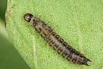 dasytes-plumbeus-larva3-foto-altmann