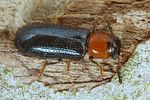 dermestoides-sanguinicollis-foto-koehler