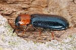 dermestoides-sanguinicollis2-foto-koehler