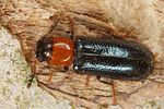dermestoides-sanguinicollis3-foto-koehler