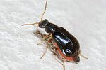 ebaeus-appendiculatus-female-foto-keresztes