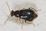 ebaeus-appendiculatus-female2-foto-keresztes