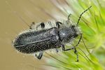 enicopus-scutellaris-mostprob-foto-jacinto