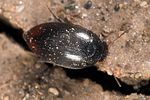 eucinetus-haemorrhoidalis-foto-polacek