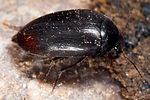 eucinetus-haemorrhoidalis-foto2-polacek