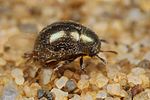 lamprobyrrhulus-nitidus2-foto-koehler