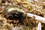lamprobyrrhulus-nitidus8-foto-koehler