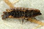 lamprohiza-splendidula-larva-foto-dvorak