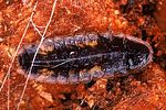 lamprohiza-splendidula-larva-foto-polacek