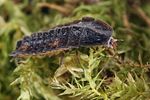 lamprohiza-splendidula-larva4-foto-koehler
