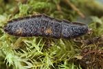 lamprohiza-splendidula-larva5-foto-koehler