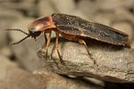 lampyris-brutia-male2-foto-koehler