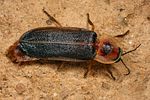 lampyris-brutia-male3-foto-koehler