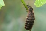 lampyris-noctiluca-female-foto-koehler