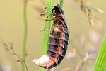 lampyris-noctiluca-female-foto-krejcik