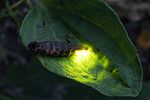 lampyris-noctiluca-female-foto-roessler