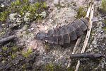 lampyris-noctiluca-female-foto-tanner