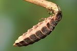 lampyris-noctiluca-female3-foto-koehler