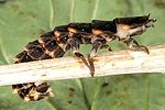 lampyris-noctiluca-larva-foto-dvorak